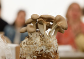 Oyster Mushrooms 3 Copy