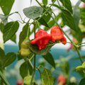 Plant Expert Tour 2