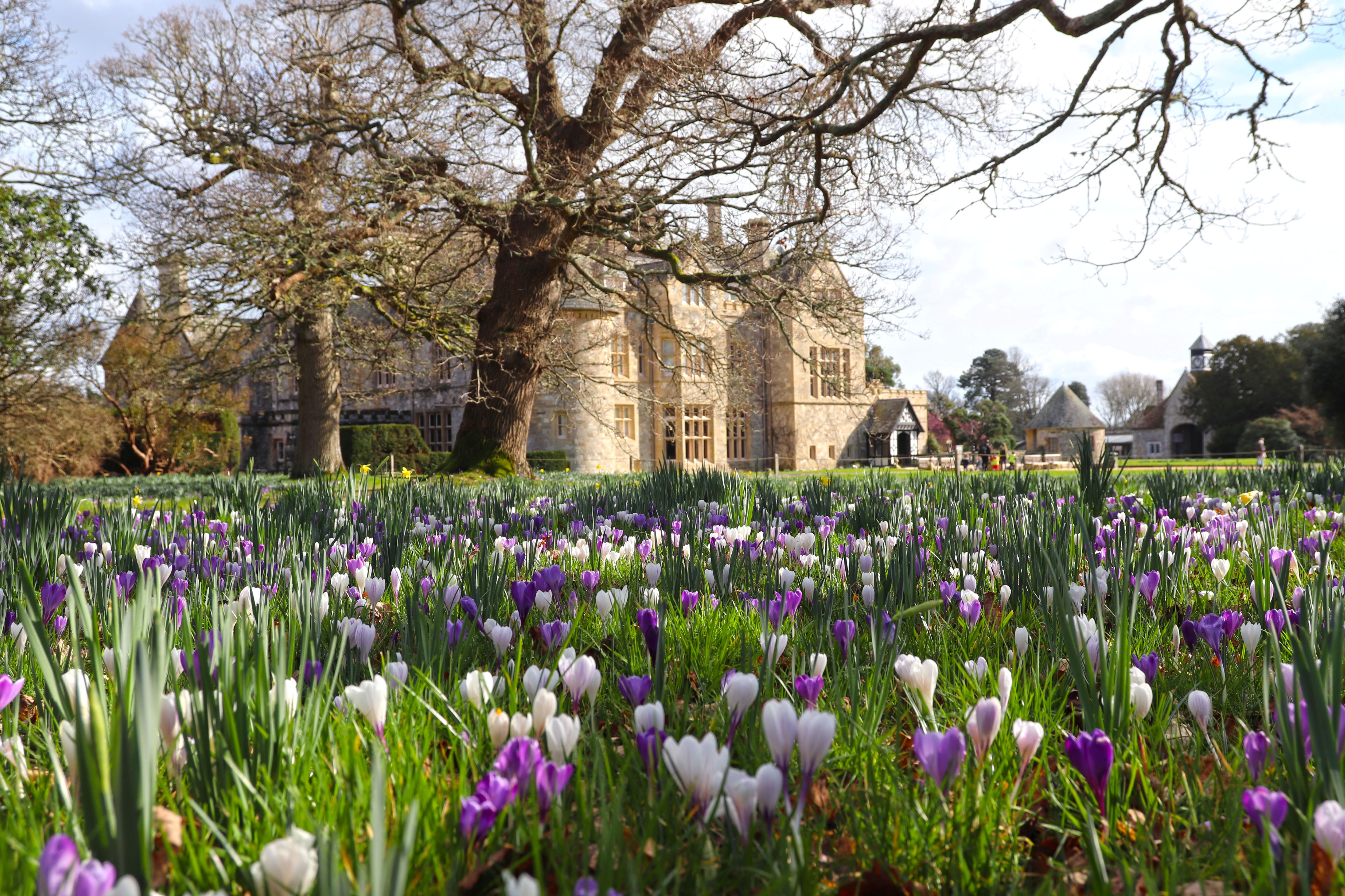 Palace House Spring Flowers
