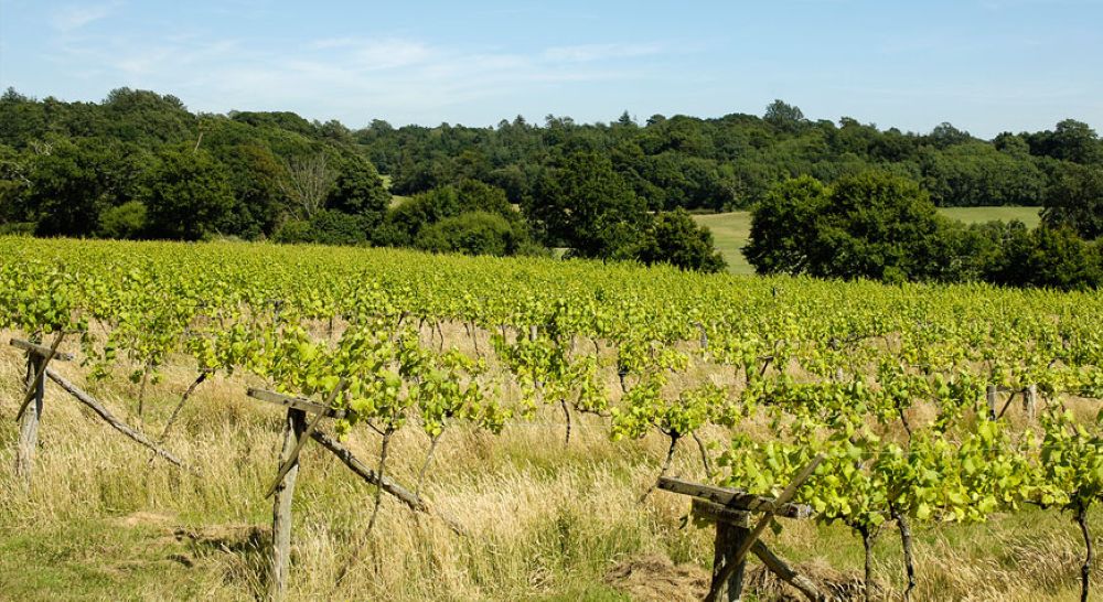 Vineyard