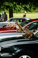 Simply Jaguar 2019 5 1