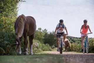 Things To Do In The New Forest Cycling