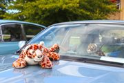 Simply Jaguar On Sunday 17Th August 600X400