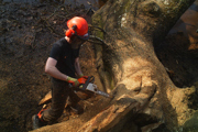 Desktop News Tree Carving 2 870X580