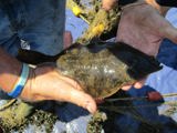 Desktop News Palace House Blog Seine Net Fishing 3