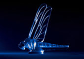 Libellule Large