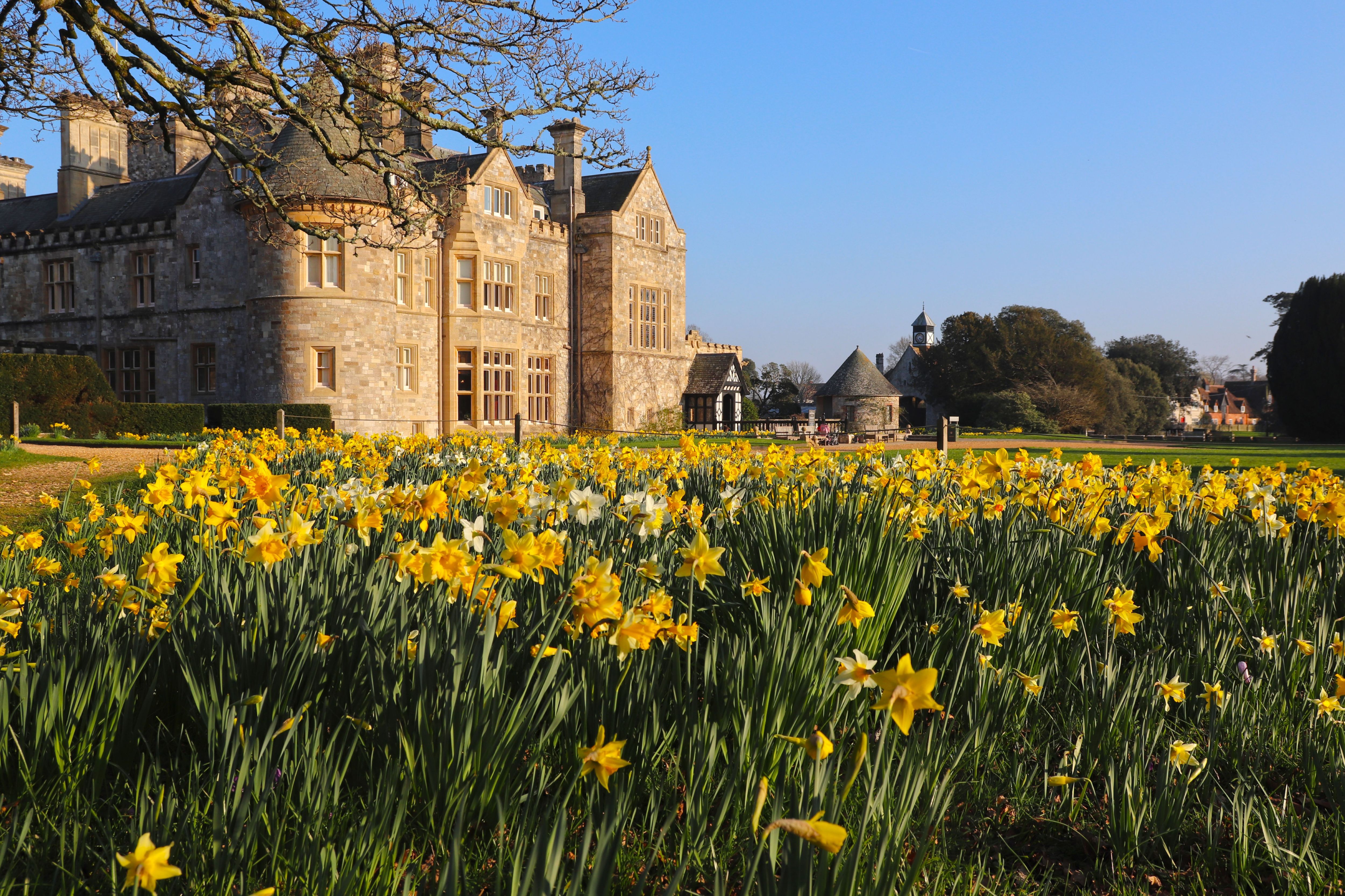 Palace House Daffodils