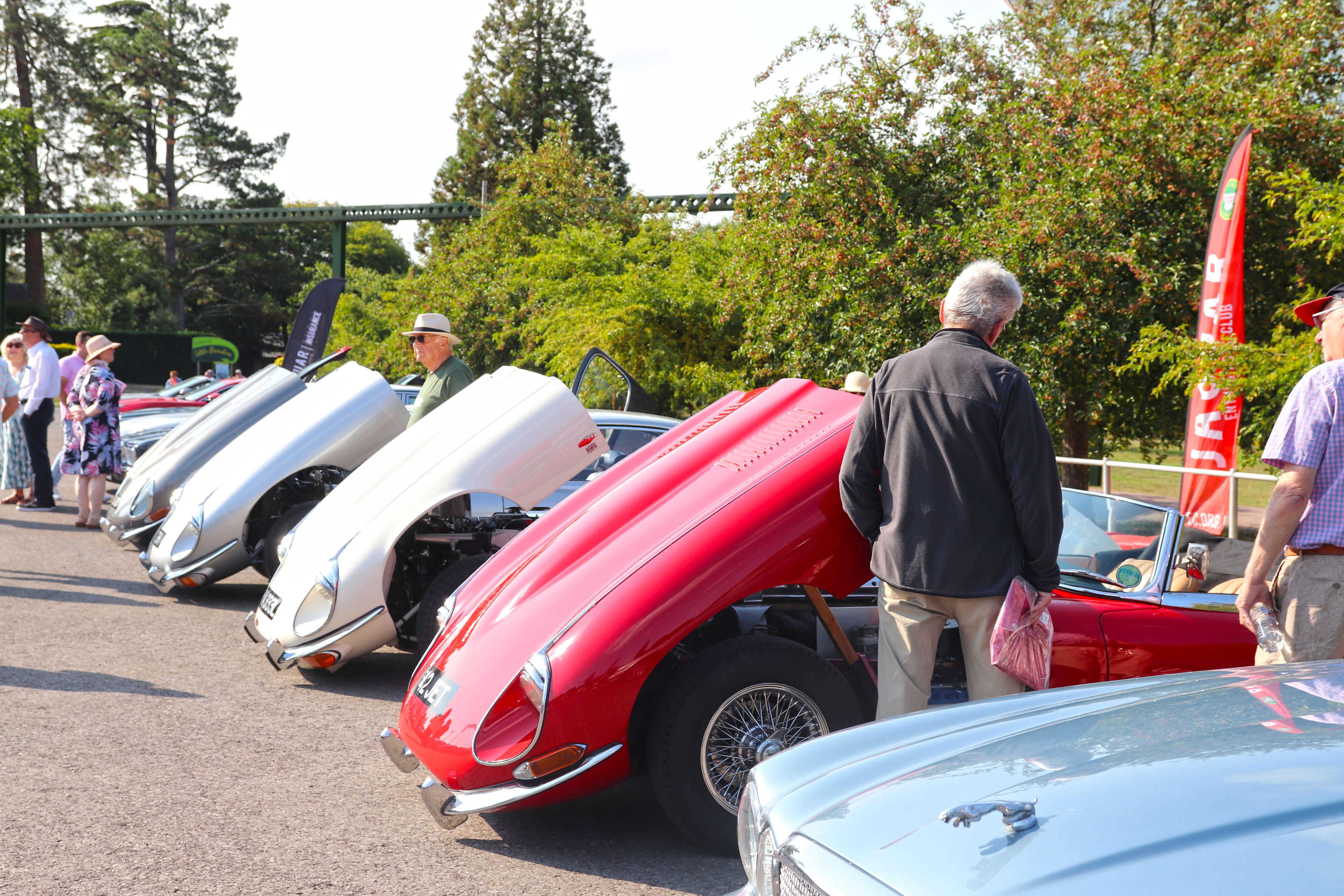 Jaguars at Simply Jaguar