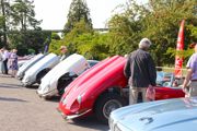 Jaguars at Simply Jaguar