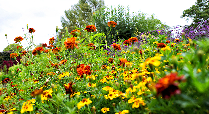 Beaulieu Grounds and Gardens