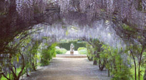 Wisteria Tunnel