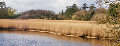 Mill Pond Reeds