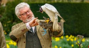 Falconry at Beaulieu this May half-term