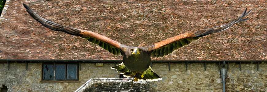 Falconry in action