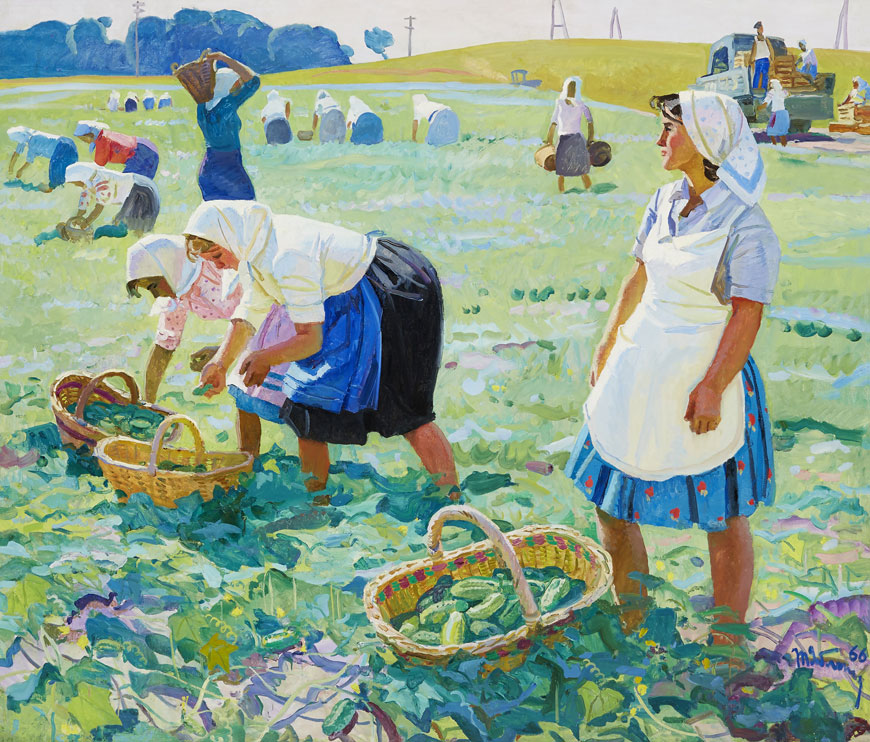 Yablonskaya_Cucumber_Harves