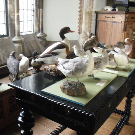 The birds are ready to be placed back into the cabinet