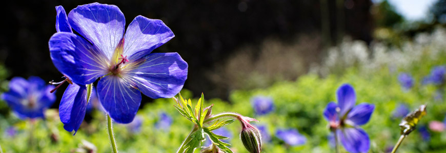 Flowers at Beaulieu