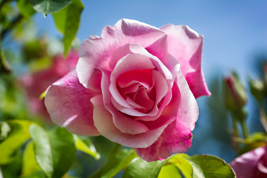 Rose in the Victorian Flower Garden