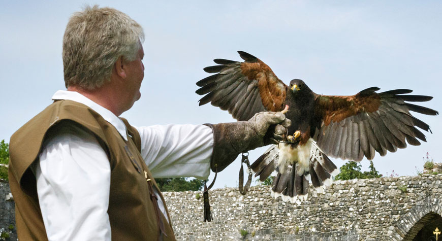 Falconry demonstrations in the Beaulieu Abbey Cloister