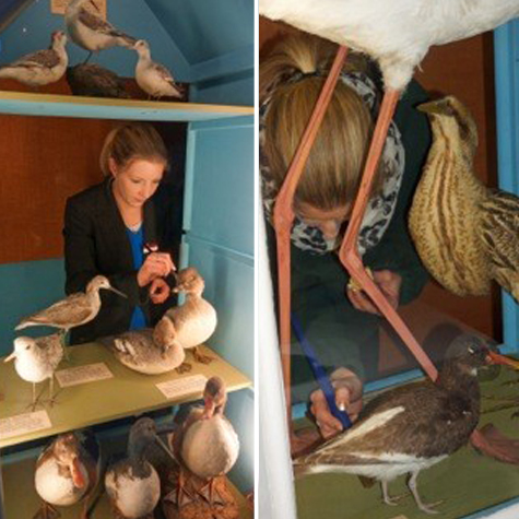 Keeper of Collections, Sarah Downer, dusts each bird