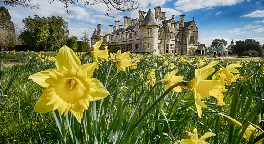 Daffodils surround Palace House