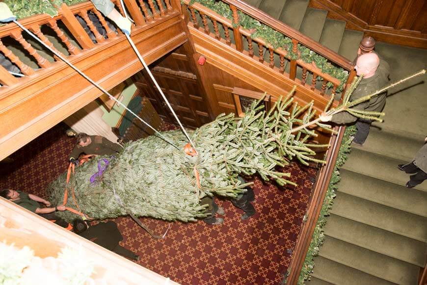 Installing the 22ft Christmas tree in Palace House for Victorian Christmas
