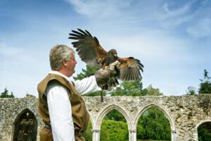 Paul Manning falconry demonstration in Beaulieu Abbey Cloister