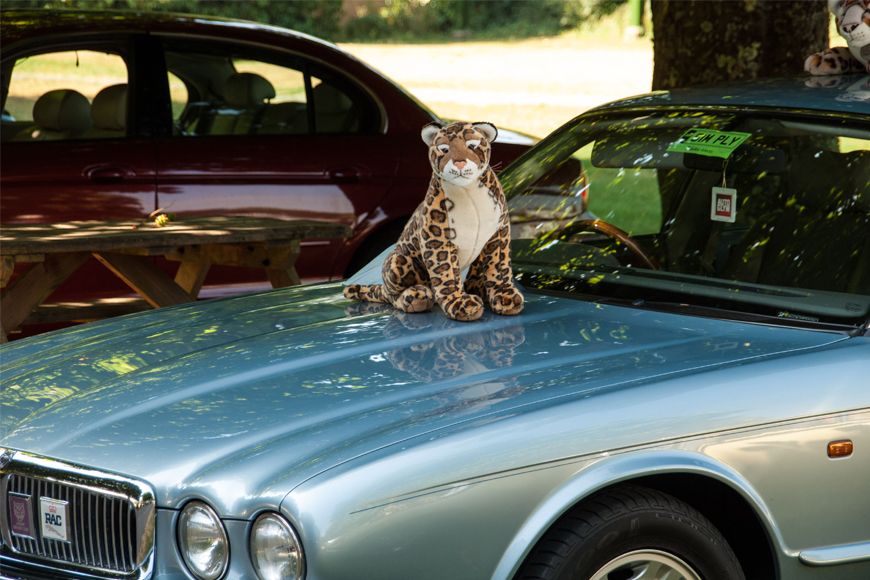 Simply Jaguar