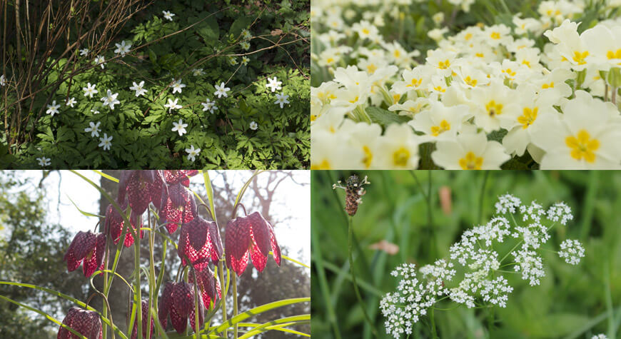 Wood anemones, primrose, snake's-head fritillaries and cow parsley on the Mill Pond Walk